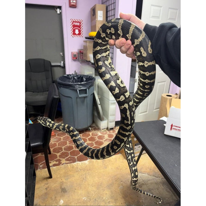 Jungle Carpet Python (ADULT) (Morelia spilota cheynei)
