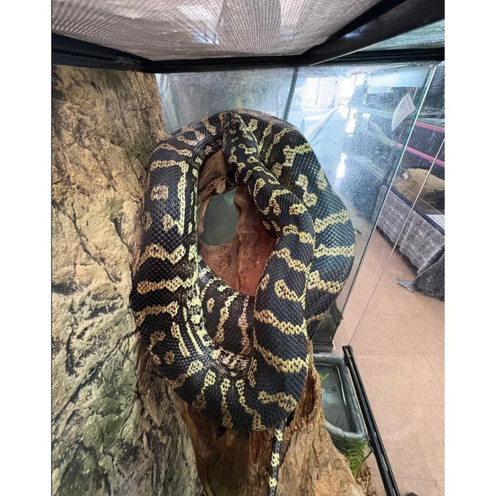 Jungle Carpet Python (ADULT) (Morelia spilota cheynei)