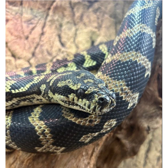 Jungle Carpet Python (ADULT) (Morelia spilota cheynei)
