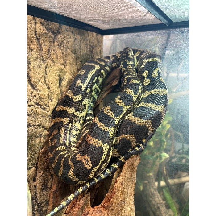 Jungle Carpet Python (ADULT) (Morelia spilota cheynei)