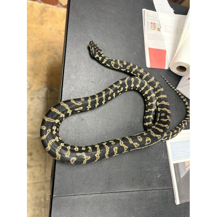 Jungle Carpet Python (ADULT) (Morelia spilota cheynei)