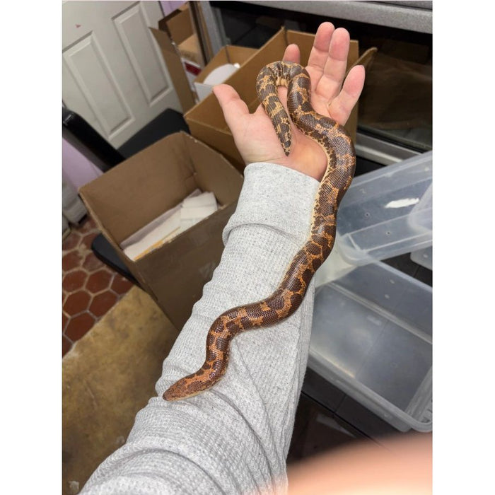 Kenyan Sand Boa (Adult Male)