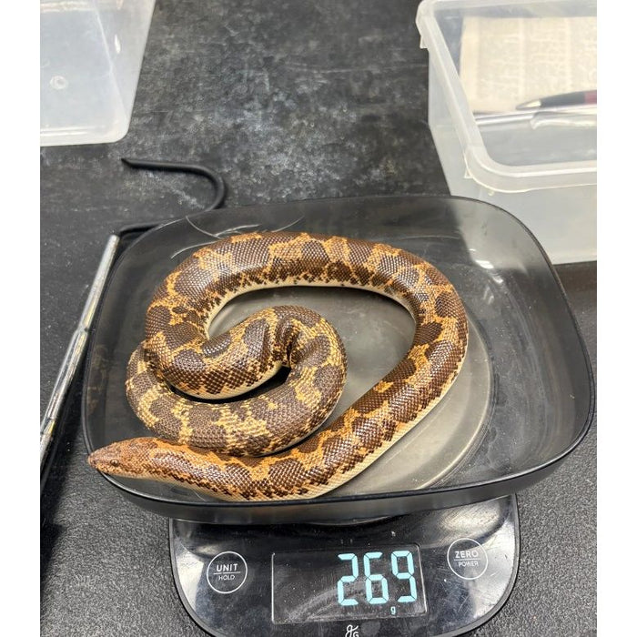 Kenyan Sand Boa (Adult Male)