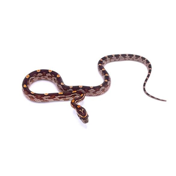 Motley Corn Snake (Pantherophis guttatus)