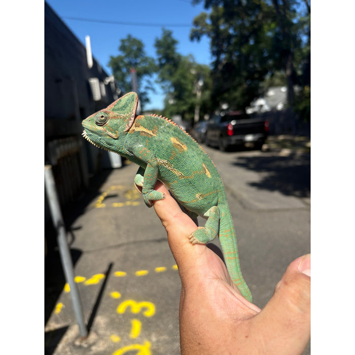 Veiled Chameleon Adult (Chamaeleo calyptratus)