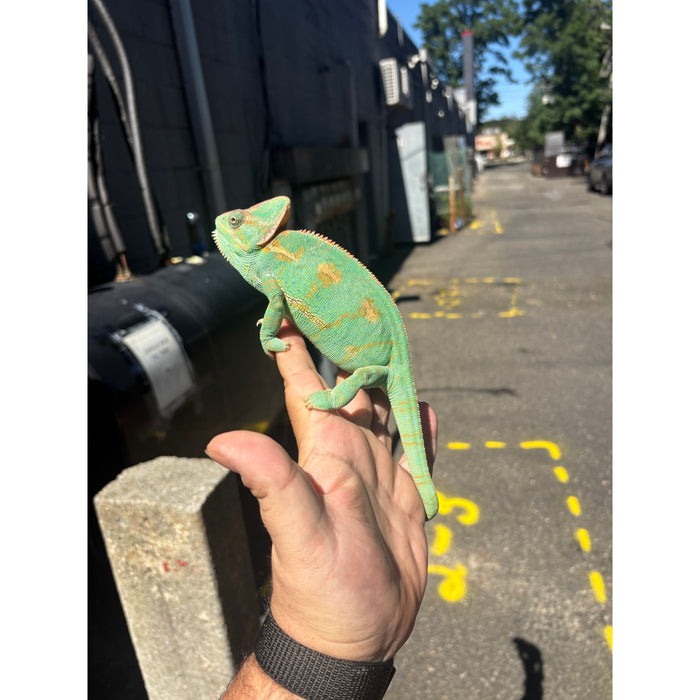 Veiled Chameleon Adult (Chamaeleo calyptratus)