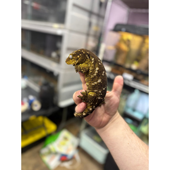 Leachianus Gecko (Pine Island) (Adult Female)