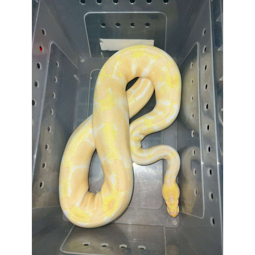 Normal Ball Python (Male) Sub Adult — Jungle Bobs Reptile World