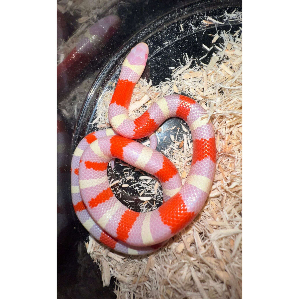 Baby Albino Milk Snake