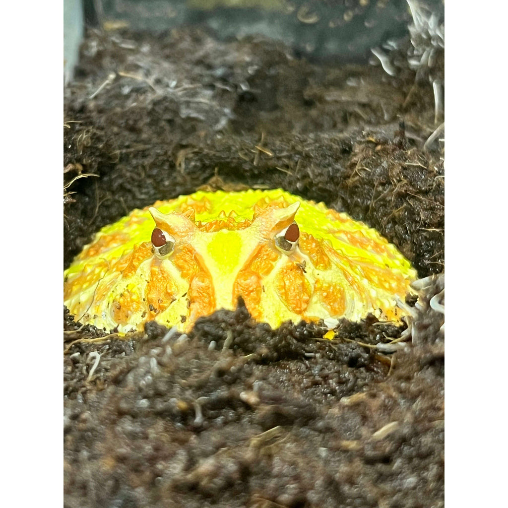 Amphibians for Sale — Jungle Bobs Reptile World