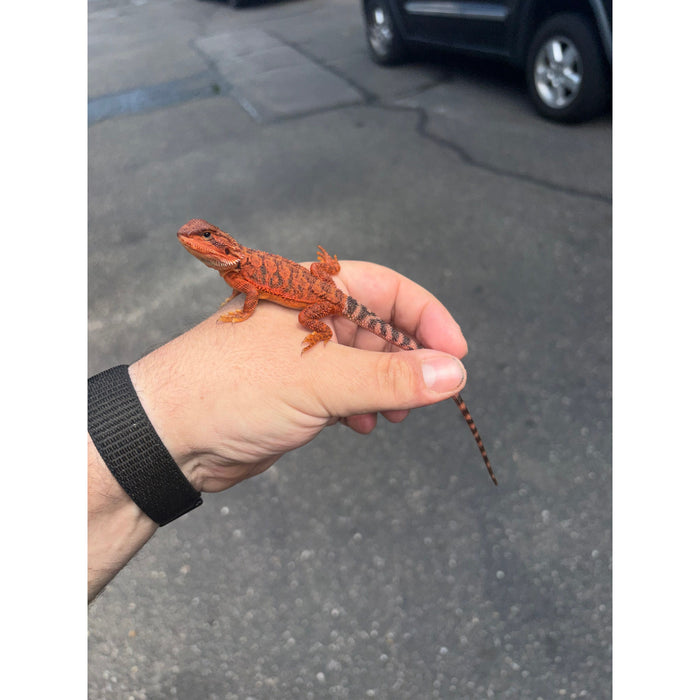 Bearded Dragon (Red Monster Cross)