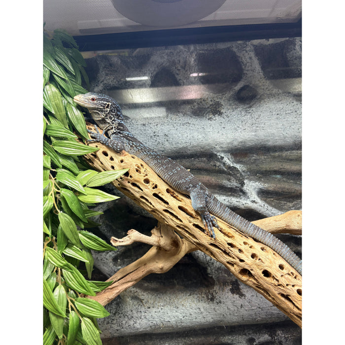 Blue Tree Monitor (Varanus macraei)