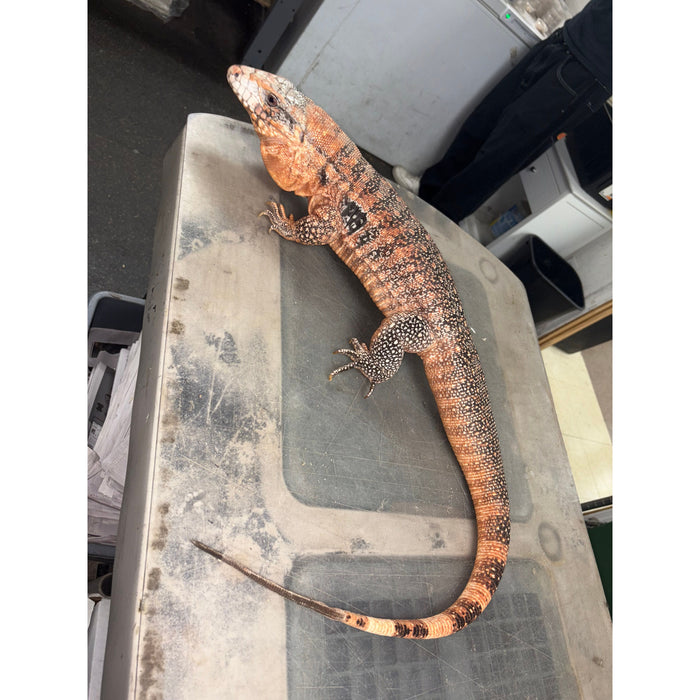 Red Tegu (Adult) (Salvator merianae)