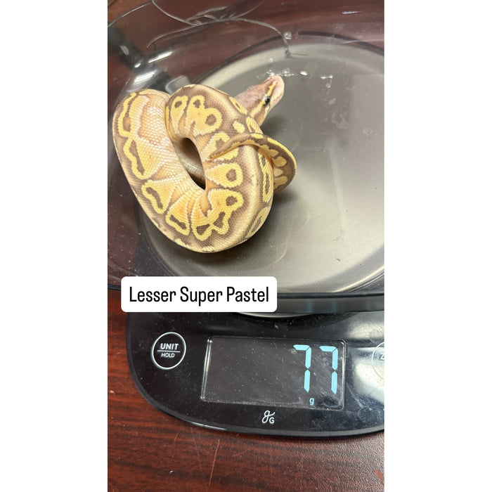 Ball Python (Lesser Super Pastel)