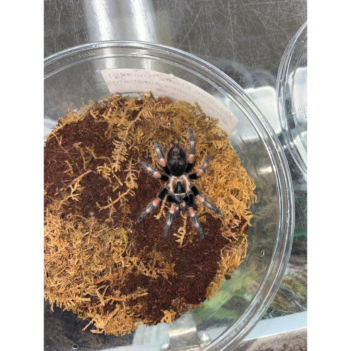 Mexican Flame Knee (Female) (Brachypelma auratum)