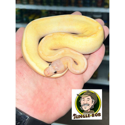 Banana Champagne Ball Python:Jungle Bob's Reptile World