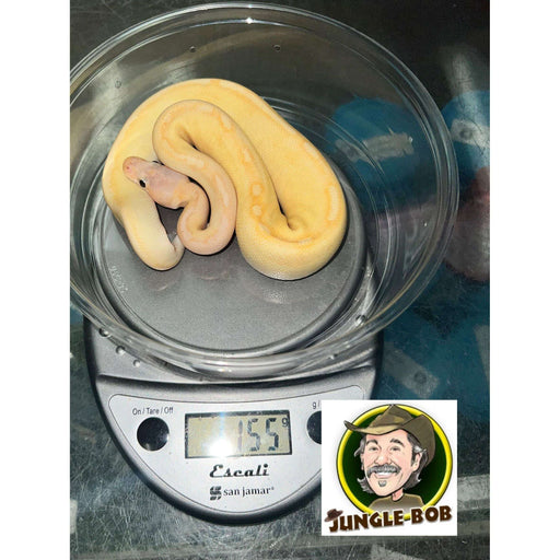Banana Champagne Ball Python:Jungle Bob's Reptile World