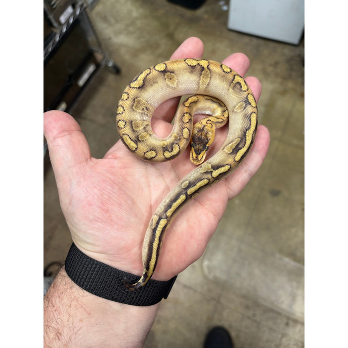 Ball Python (Champagne Mojave Yellow Belly)