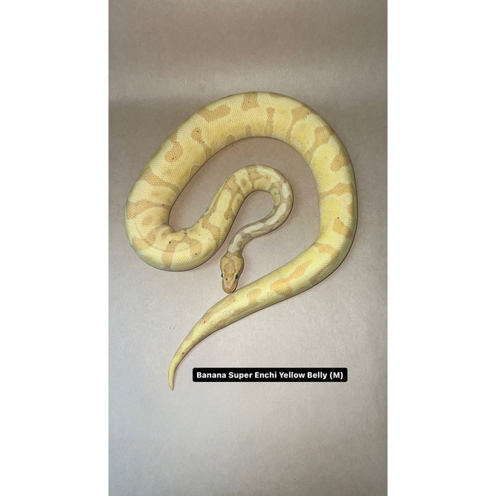 Banana Super Enchi Yellow Belly Ball Python — Jungle Bobs Reptile World