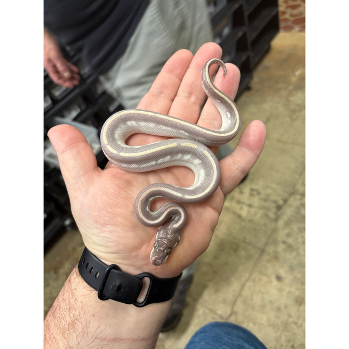 Ball Python (Purple Passion)