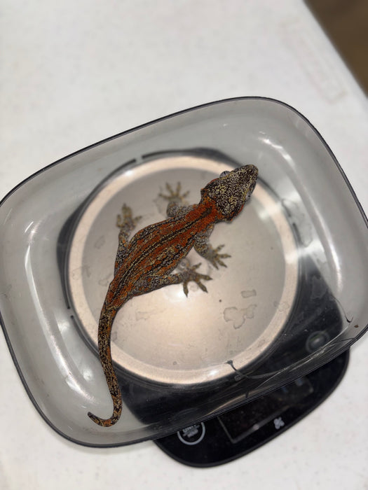 Gargoyle Gecko (Red Striped) (Female)