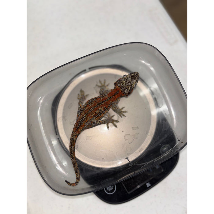 Gargoyle Gecko (Red Striped) (Female)