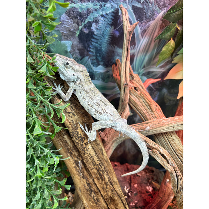 Cuban False Chameleon (Adult) (Anolis barbatus)