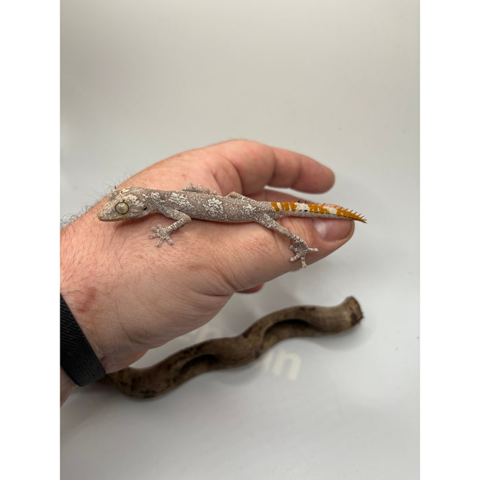 Northern Spiny Tail Gecko (Strophurus ciliaris) (Adult Pair)