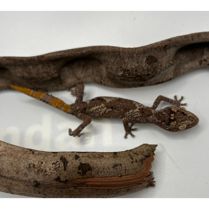 Northern Spiny Tail Gecko (Strophurus ciliaris) (Adult Pair)