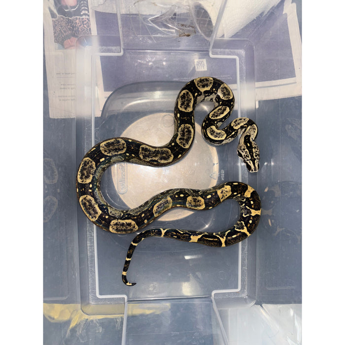 Peruvian Long Tail Boa (F3) (Boa constrictor longicauda)