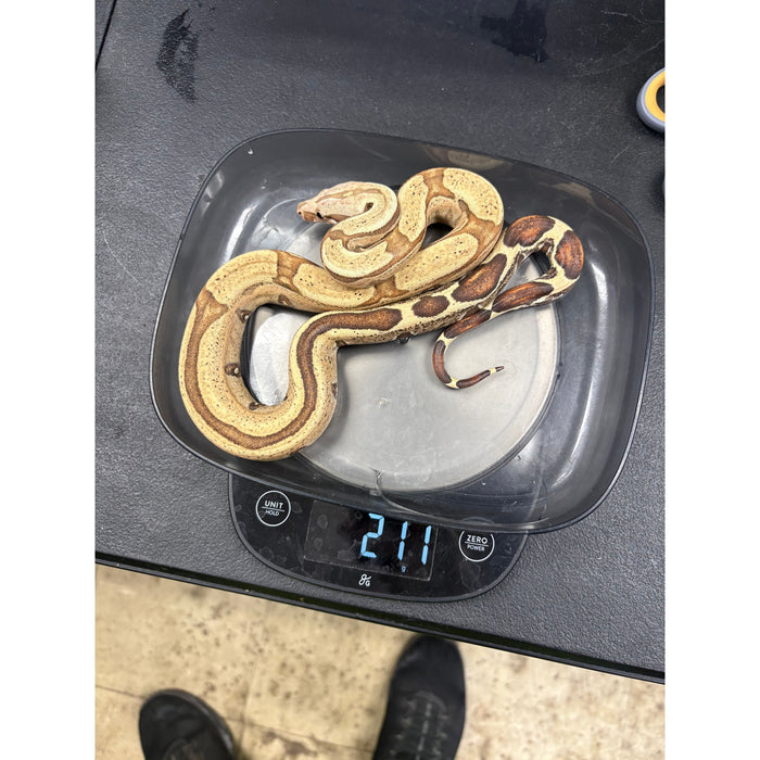 Red Tail Boa (VPI Jungle) (Boa constrictor imperator)