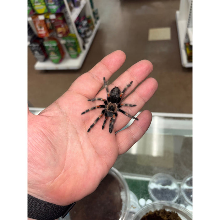 Mexican Flame Knee (Female) (Brachypelma auratum)