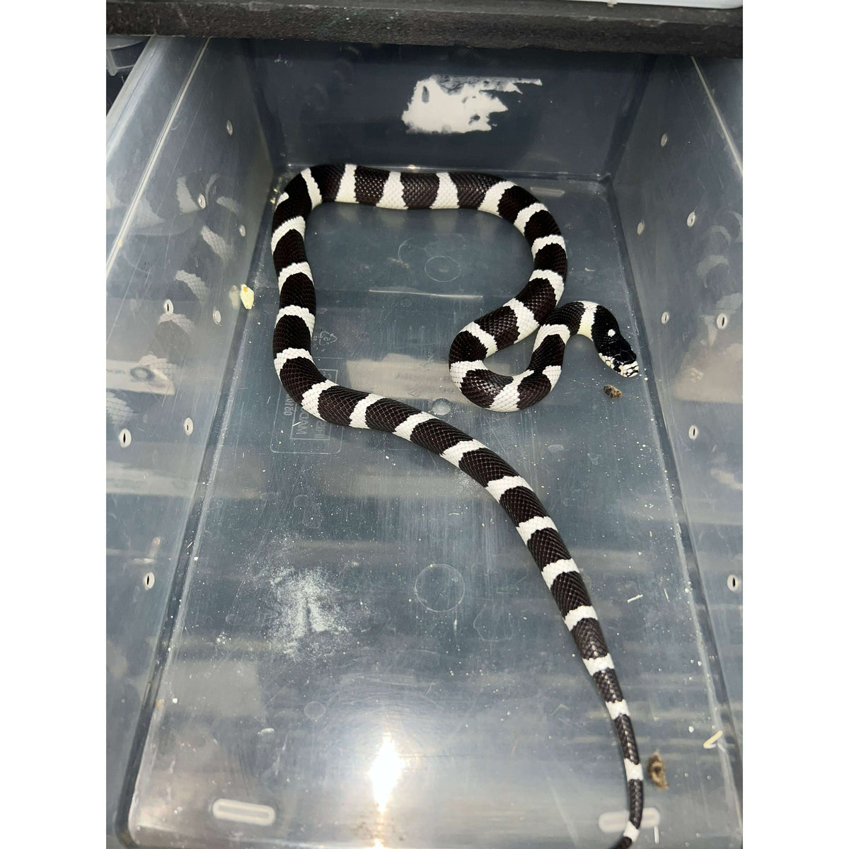 Juvenile King Snake