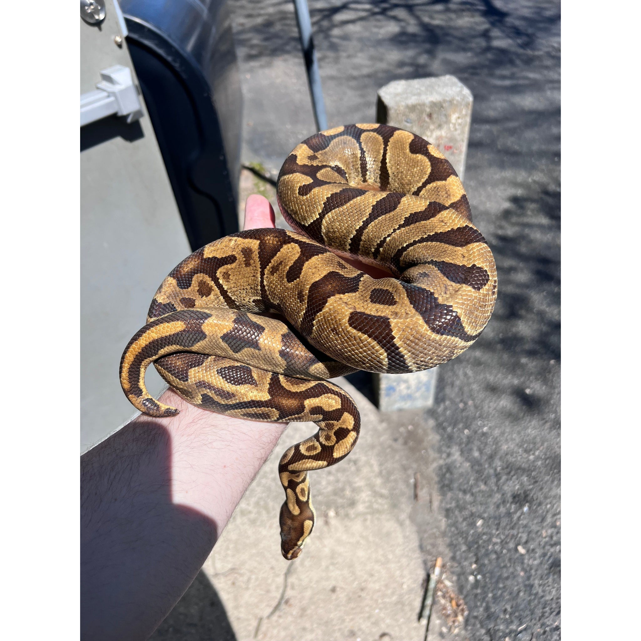 Ball Pythons for Sale — Jungle Bobs Reptile World