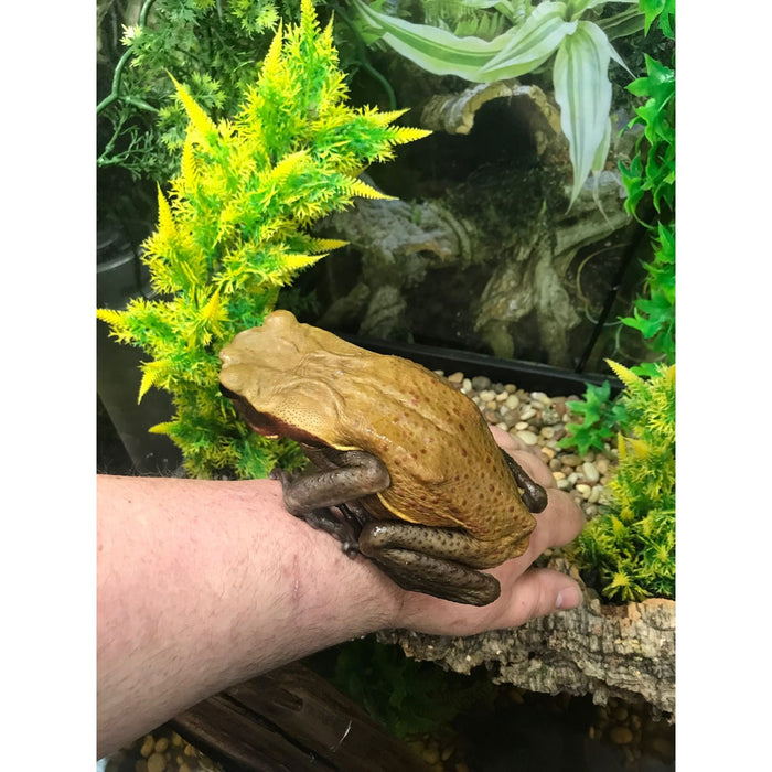 Giant Smooth Skin Toad (Bufo guttata)