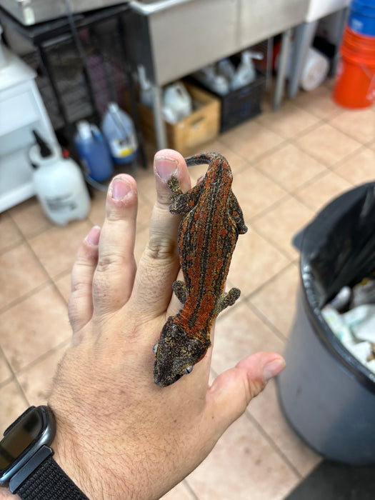 Gargoyle Gecko (Red Striped) (Female)