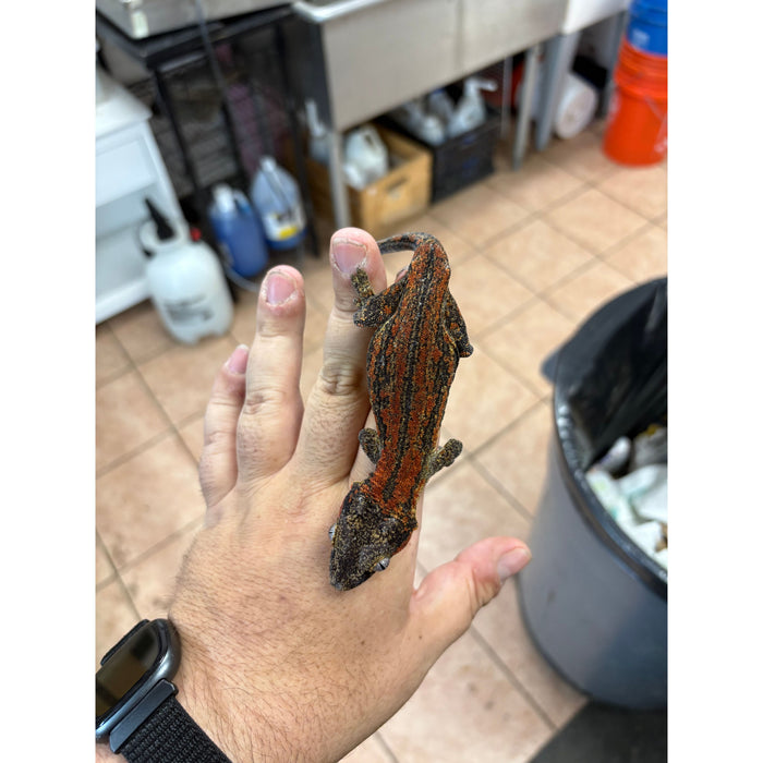 Gargoyle Gecko (Red Striped) (Female)