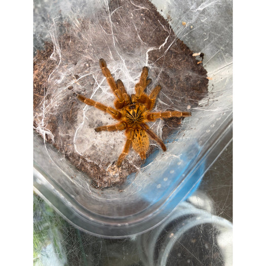 Orange Baboon Tarantula (Female) (Pterinochilus murinus)