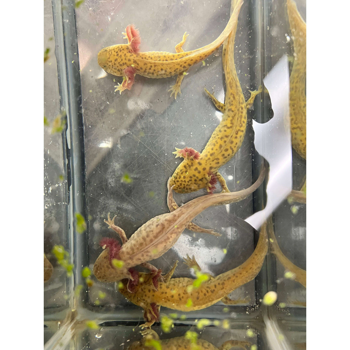 Copper Axolotl (BabyJuvenile) — Jungle Bobs Reptile World