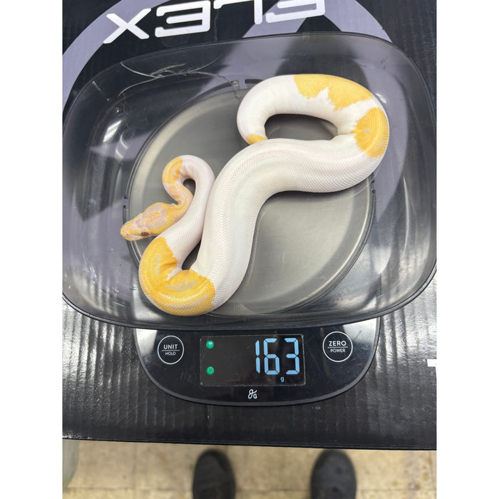 Ball Python (Candino Pied)