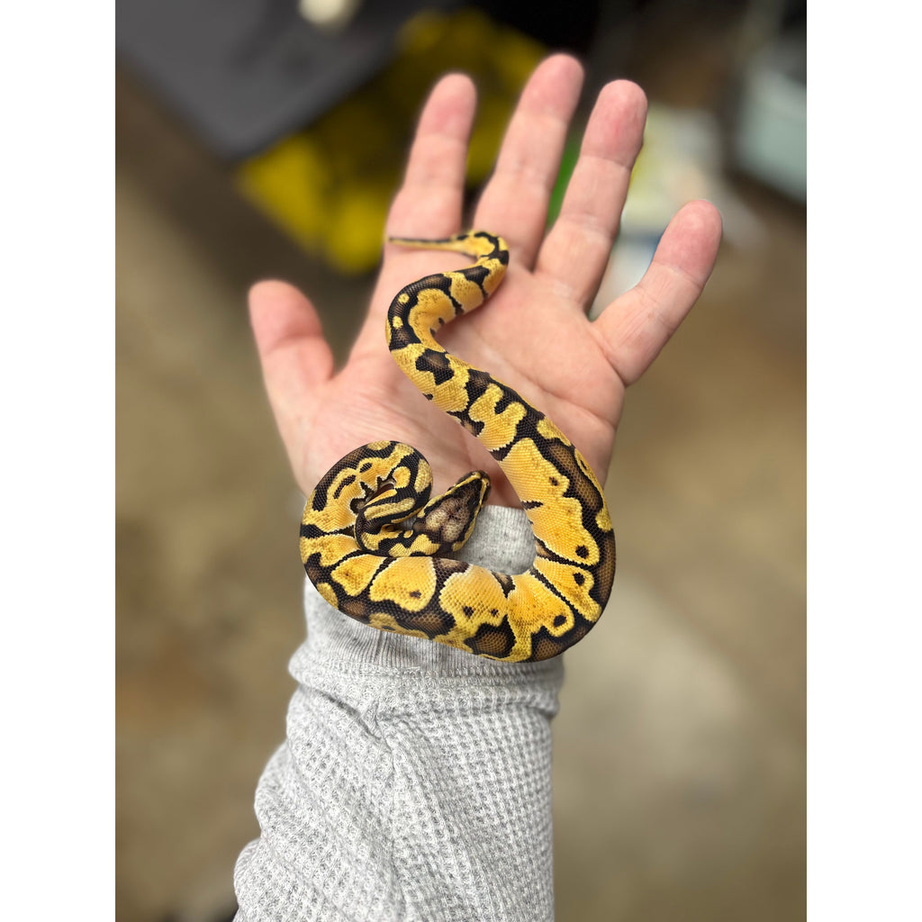Cheap Pretty Ball Python Ball Pythons for Sale — Jungle Bobs Reptile World