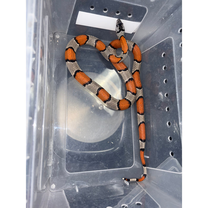 Gray Banded Kingsnake (Lampropeltis alterna) (GBKSF2)