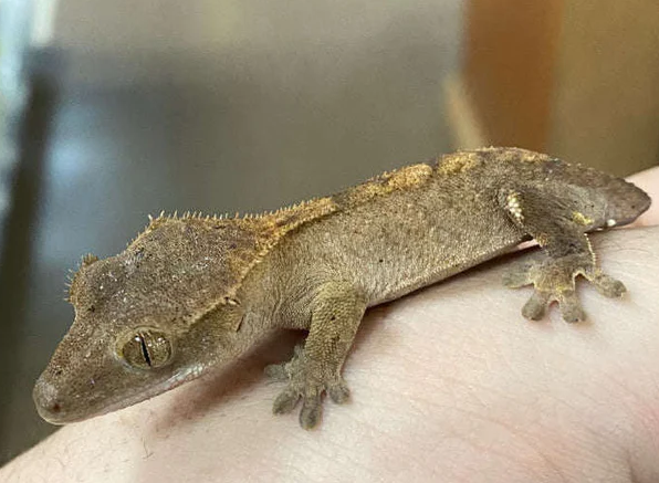 All Things Crested Geckos