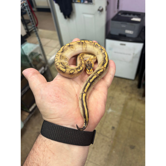 Ball Python (Champagne Mojave Yellow Belly)