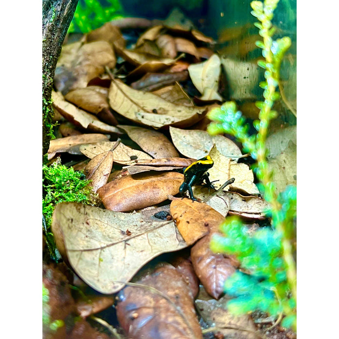 Uraba Dart Frog (P. bicolor)