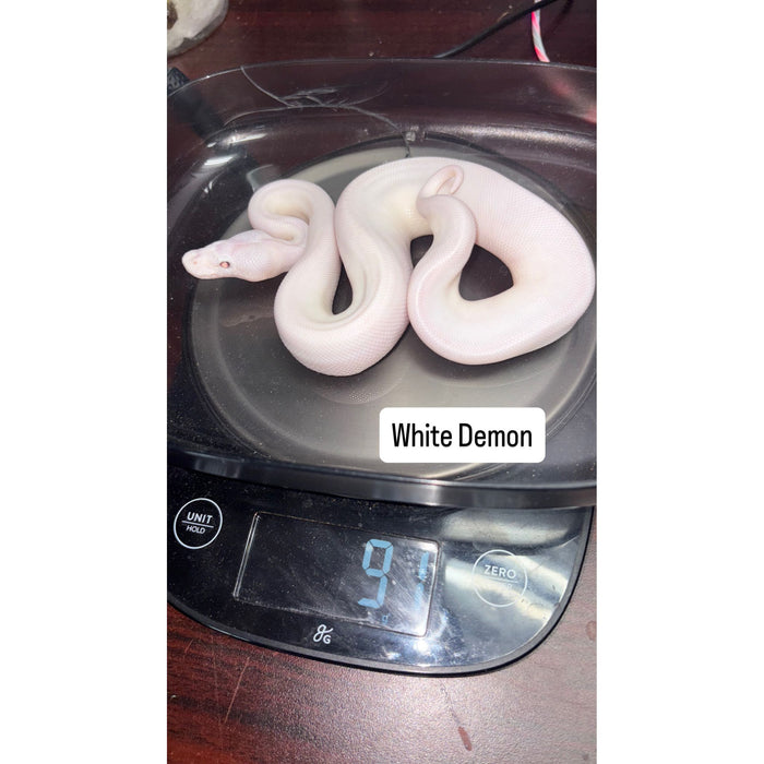 Ball Python (White Demon)
