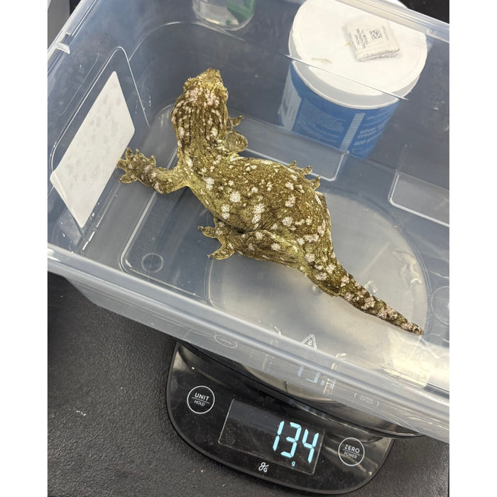 Leachianus Gecko (Moro) (F)