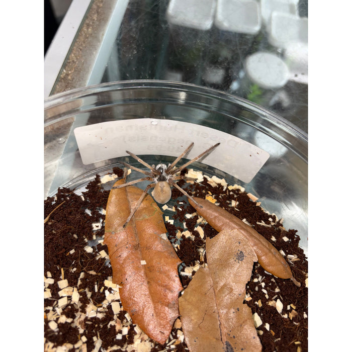 Desert Huntsman (Cerbalus sp)