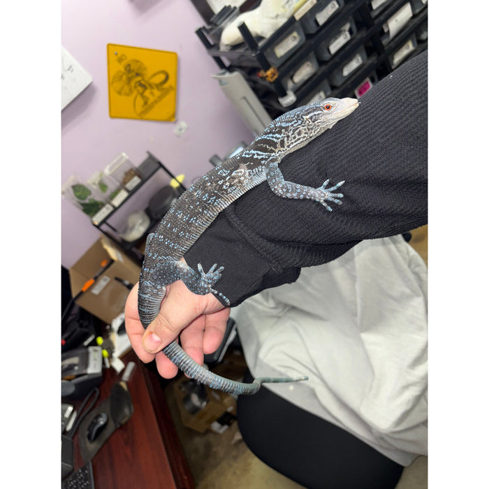 Blue Tree Monitor (Varanus macraei)