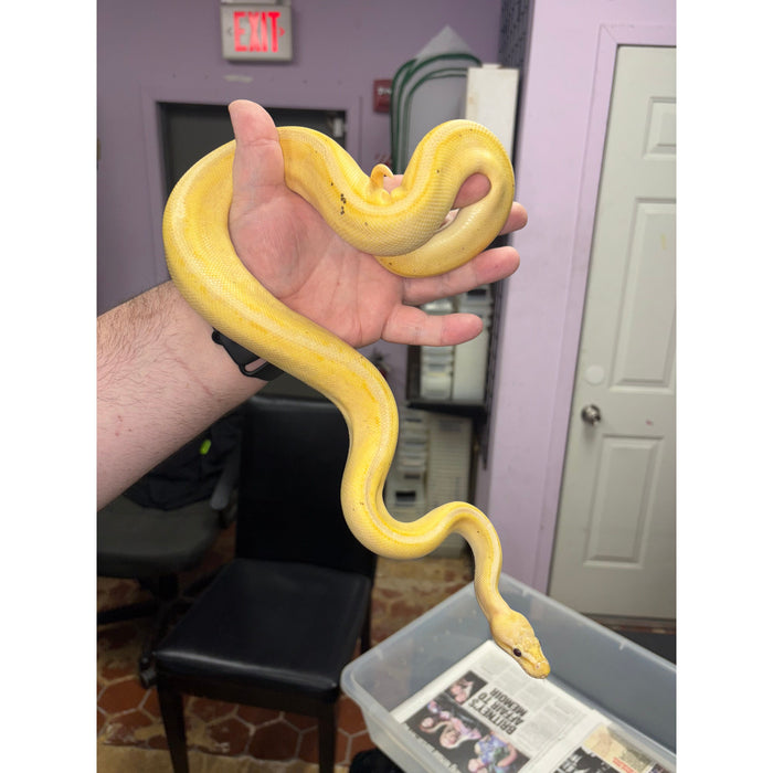Ball Python (Banana G-Stripe Pastel)